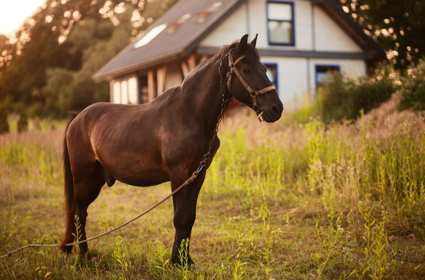 Male Horse Names